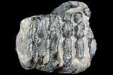 Partial Southern Mammoth Molar - Hungary #87542-2